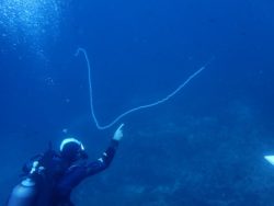 siphonophore rencontre