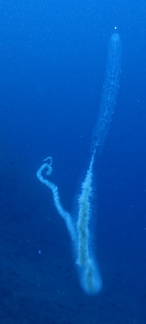 siphonophore