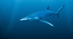 requin Bleu copyright F Sarano