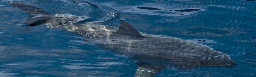 Puisqu’on vous dit que les requins sont de gros poissons….