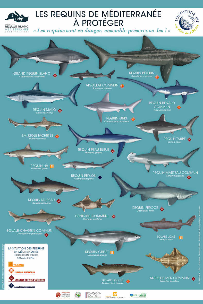 pas de requins poster