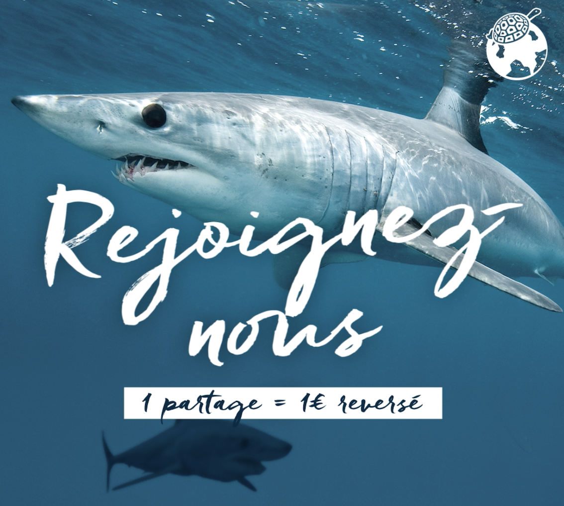 La fondation Nature et Découvertes soutient régulièrement Longitude 181 depuis 2003