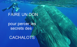 dons cachalots