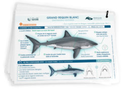 FichesRequins mise en situation