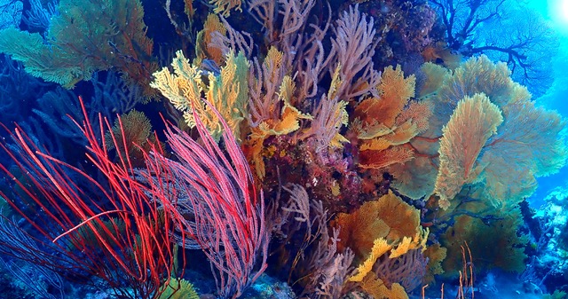 chronique-TietiDiving-centres-ecoresponsables-gorgones2 PB