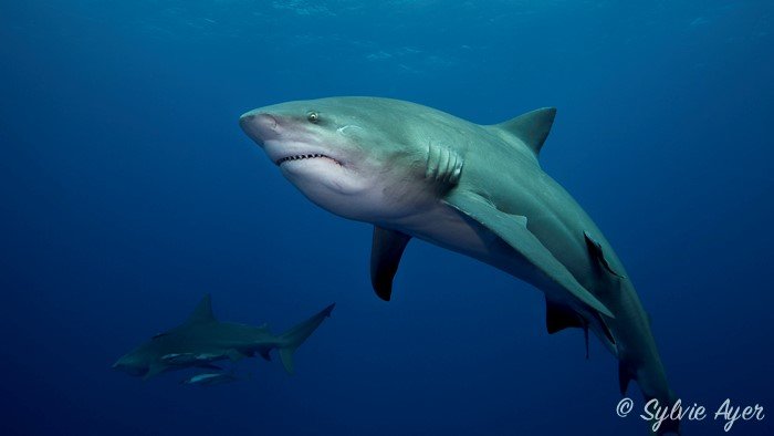 Nouvelle Calédonie : brèche ouverte dans la protection des requins