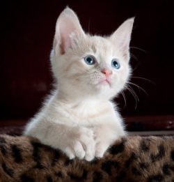 kitty cat kitten pet