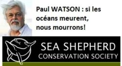 paul watson