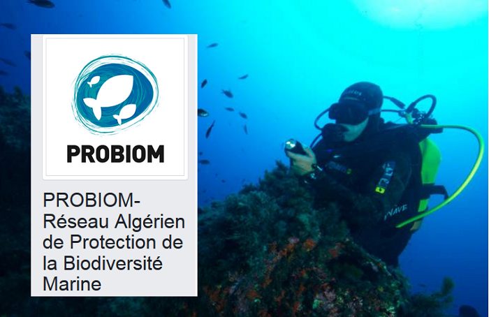 Au nom des requins : de bonnes nouvelles en Algérie !