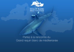 projet requin blanc teaser