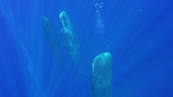 cachalots chandelles