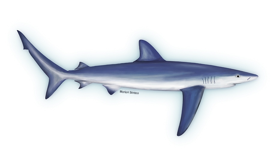 Requin Bleu MSarano