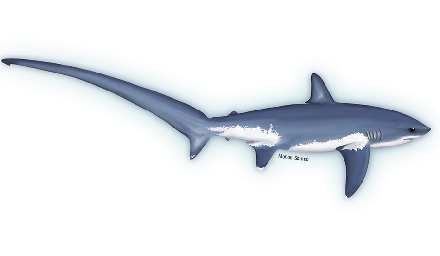 requin renard MSarano