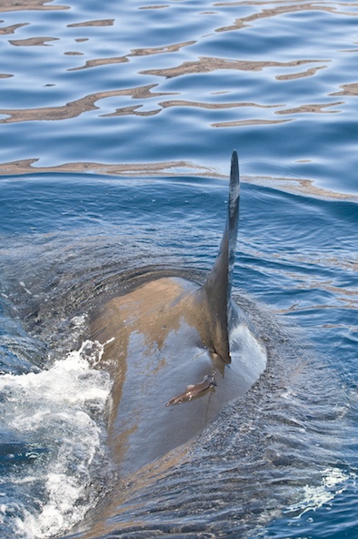 requin blanc Sarano