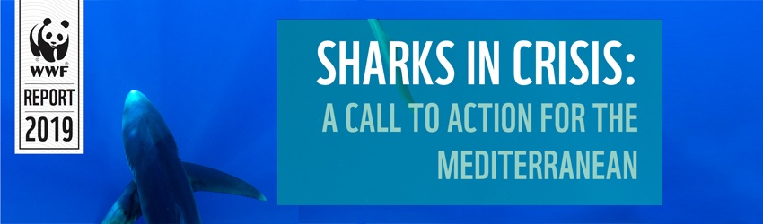 Requins en crise : le WWF alerte sur l’état critique des requins de Méditerranée