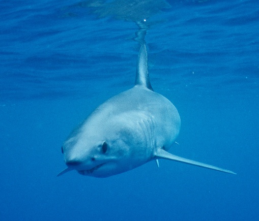 requin mako sarano