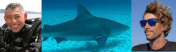 bandeau au nom du requin
