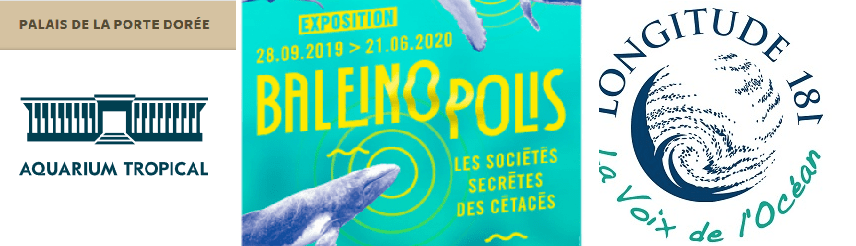 Exposition Baleinopolis : découvrez les sociétés secrètes des cétacés !