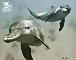 Eric Demay : Comment approcher et découvrir les dauphins ?