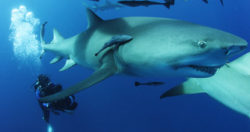 SharkwaterExtinction RobStewart FilmingUnderwater e