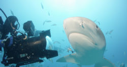 SharkwaterExtinction RobStewart FilmsLemonShark e