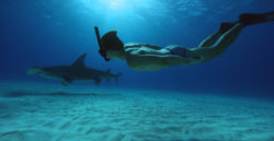 SharkwaterExtinction RobStewart FreeDivingwithSharks e