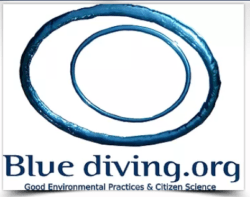 bluediving