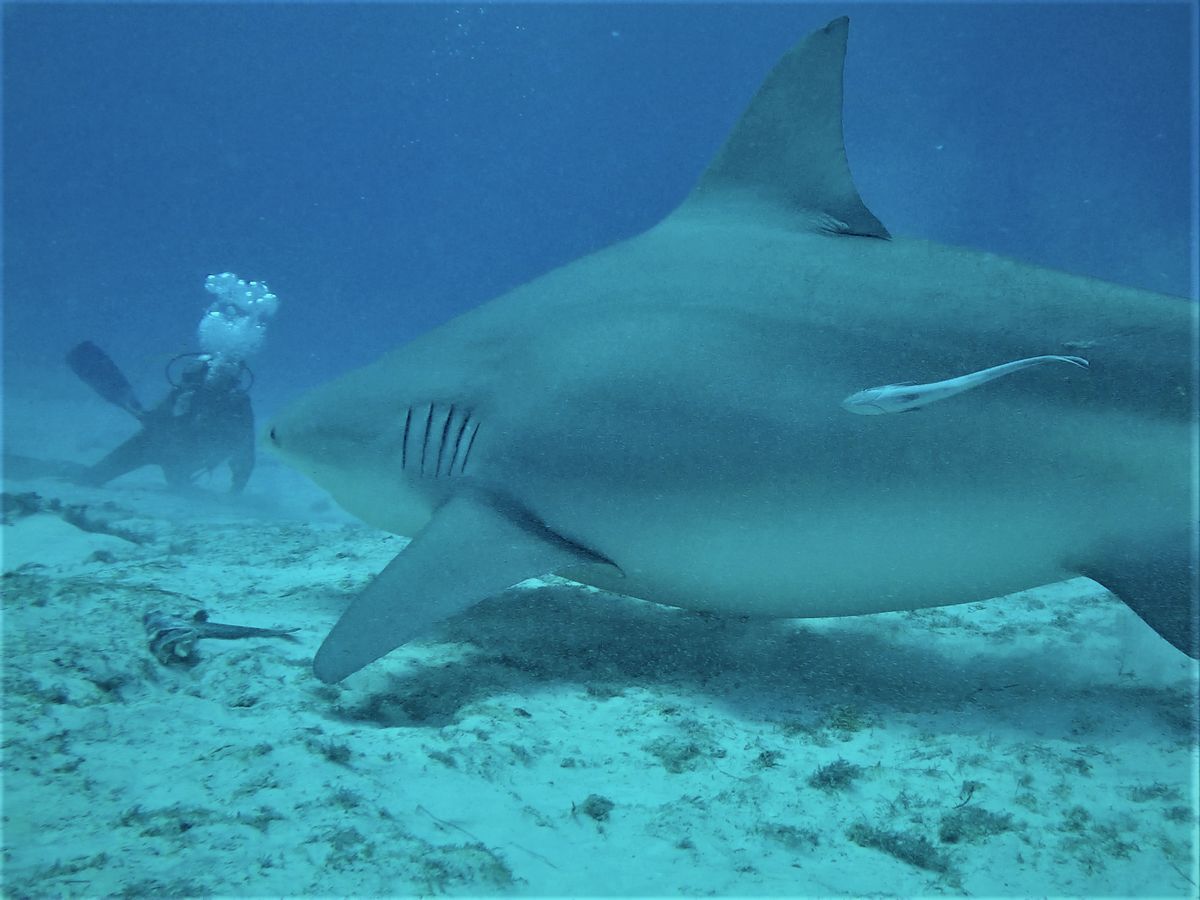 Au nom du requin le surfeur est il confondu avec une tortue Episode