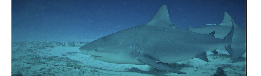 “Au nom du Requin”, cohabitation ou extermination ? | épisode 3 (rediffusion)