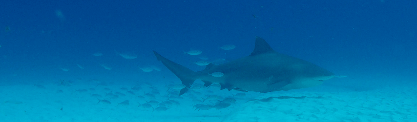 bandeau au nom du requin