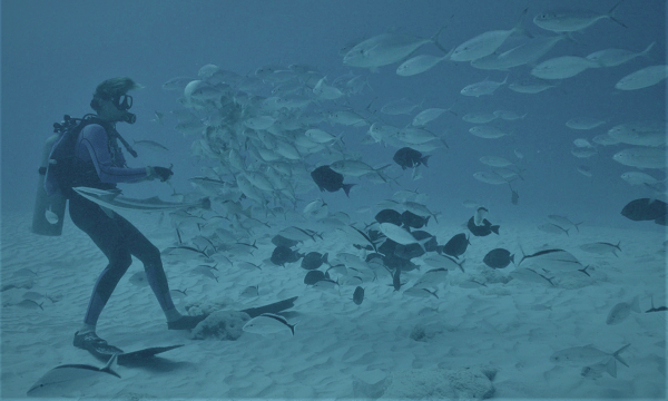 “Au nom du requin”, le nourrir ou pas ? | épisode 5 (rediffusion)