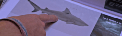 bandeau au nom du requin