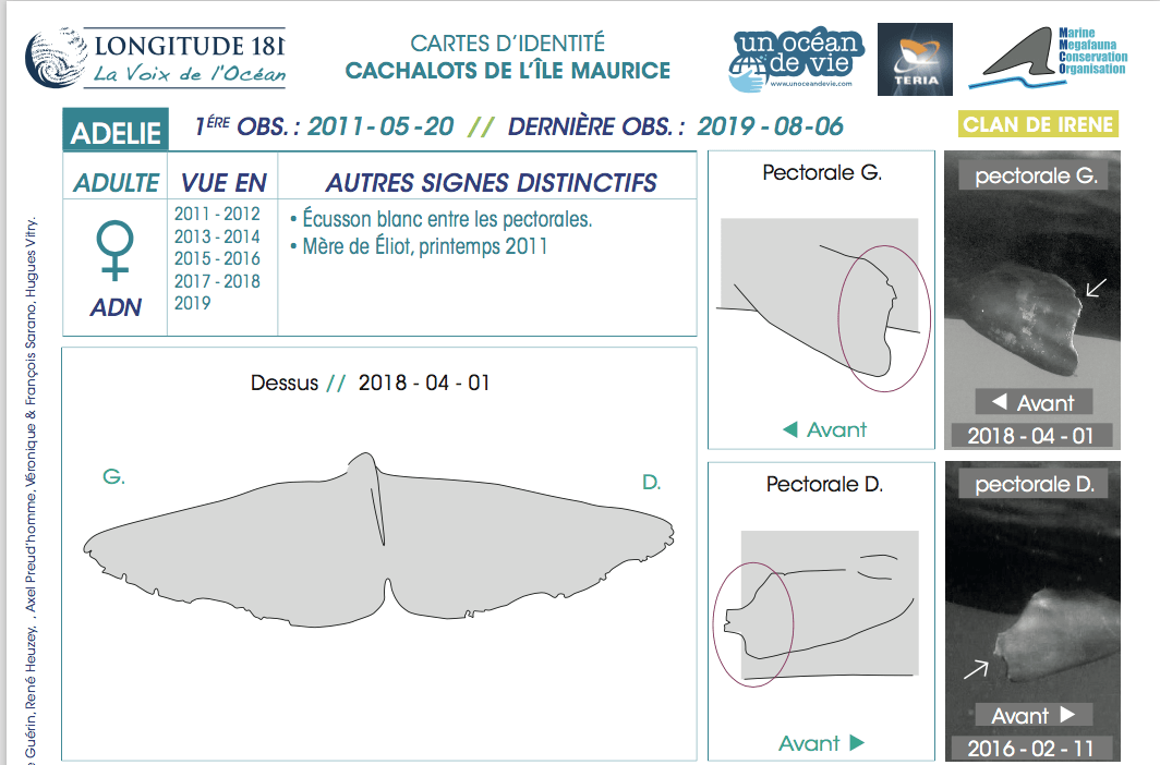 cartes identite cachalot adelie