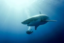 F saranO et requin blanc Credit PASCAL KOBEH GALATEE FILMS