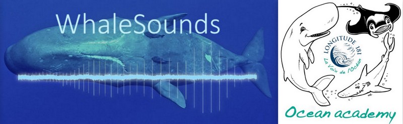 Plonge écouter les voix des Océans avec WhaleSounds !