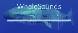 Whalesounds