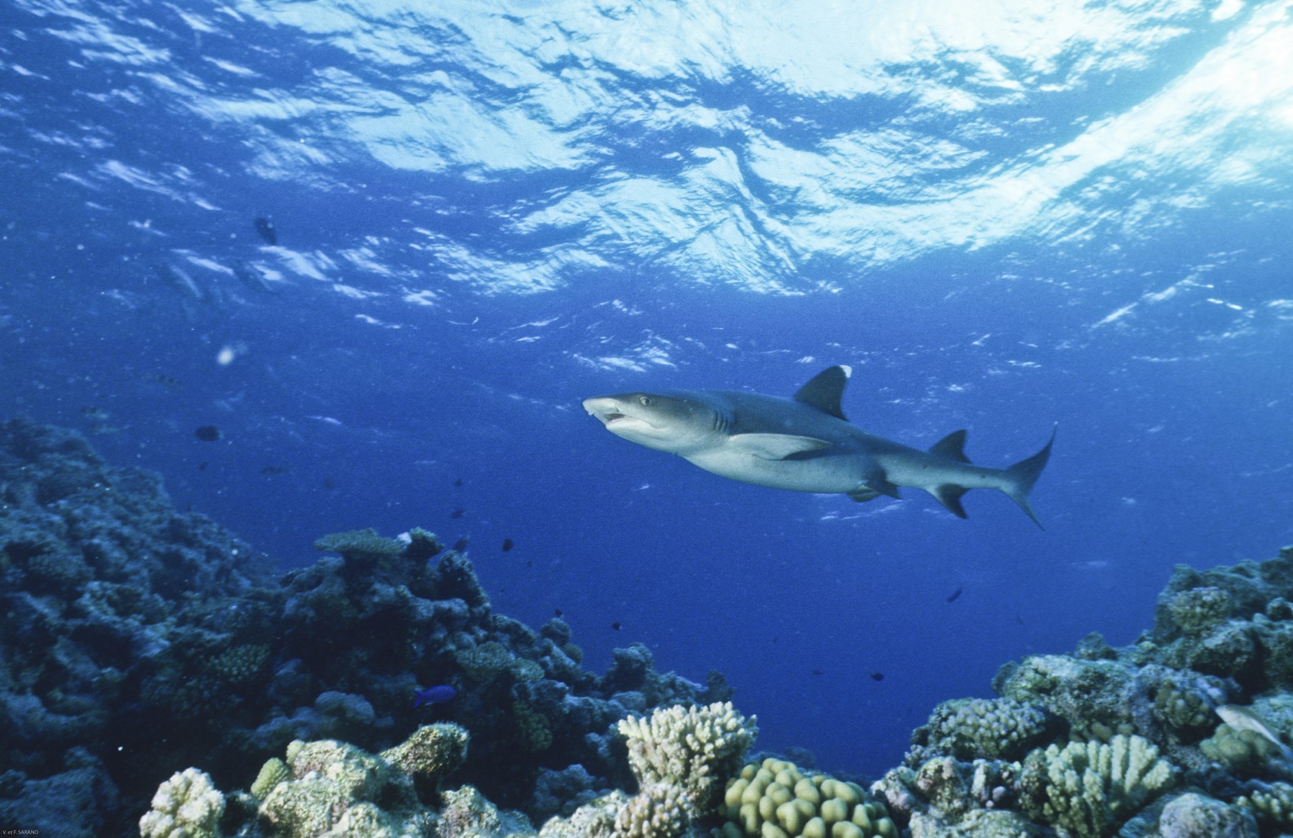 VFS Requin Pointe blanche du lagon  scaled