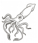dessin calamar geant