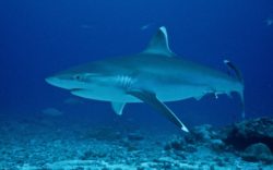 Shark feeding Longitude 181 réaffirme son opposition