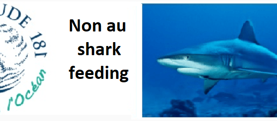 bandeau shark feeding