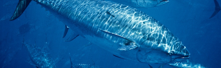 Appel pour l’interdiction totale de la pêche au requin mako