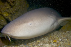 nurse shark