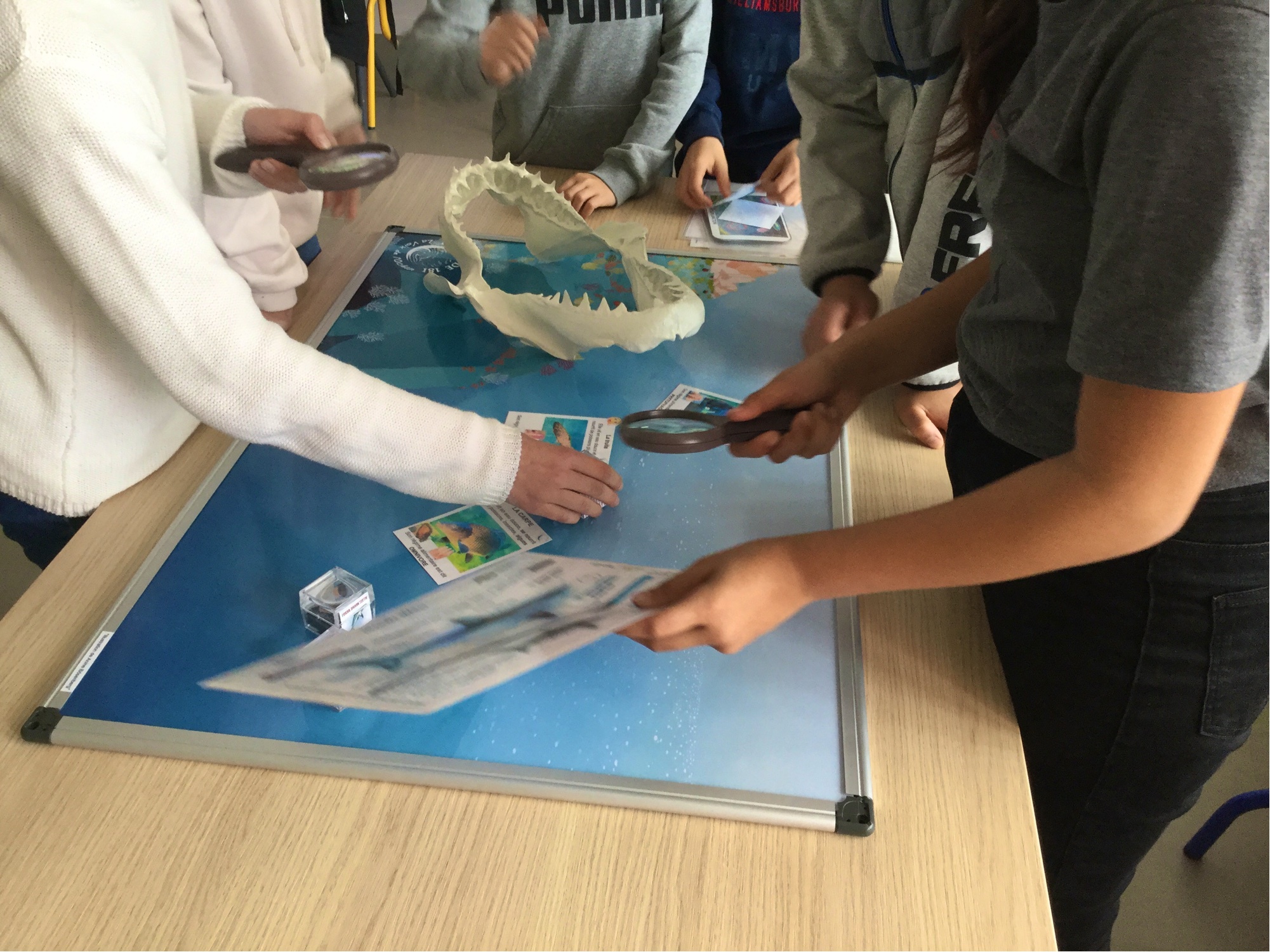 Ocean academy en Ardèche, au collège de La Voulte