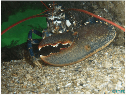 homard saint malo plongee