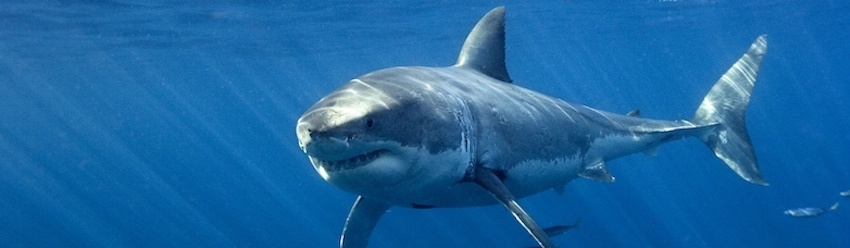 La Tunisie répondra-t-elle à l’appel de 35 ONG pour le requin blanc ?