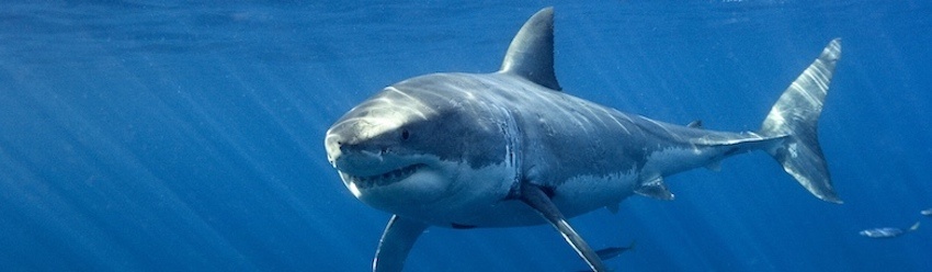 La Tunisie répondra-t-elle à l’appel de 35 ONG pour le requin blanc ?