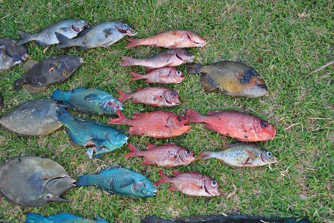 Braconnage à la Réunion