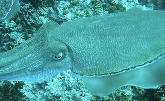 bandeau seiche en mer d'oman