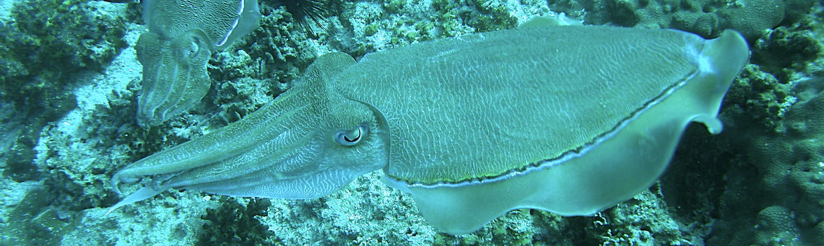 Charte en farsi : Océan sans frontières avec le Golfe Persique