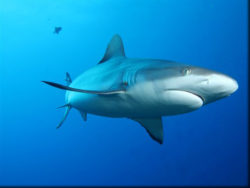 Requins gris Raiatea polynésie